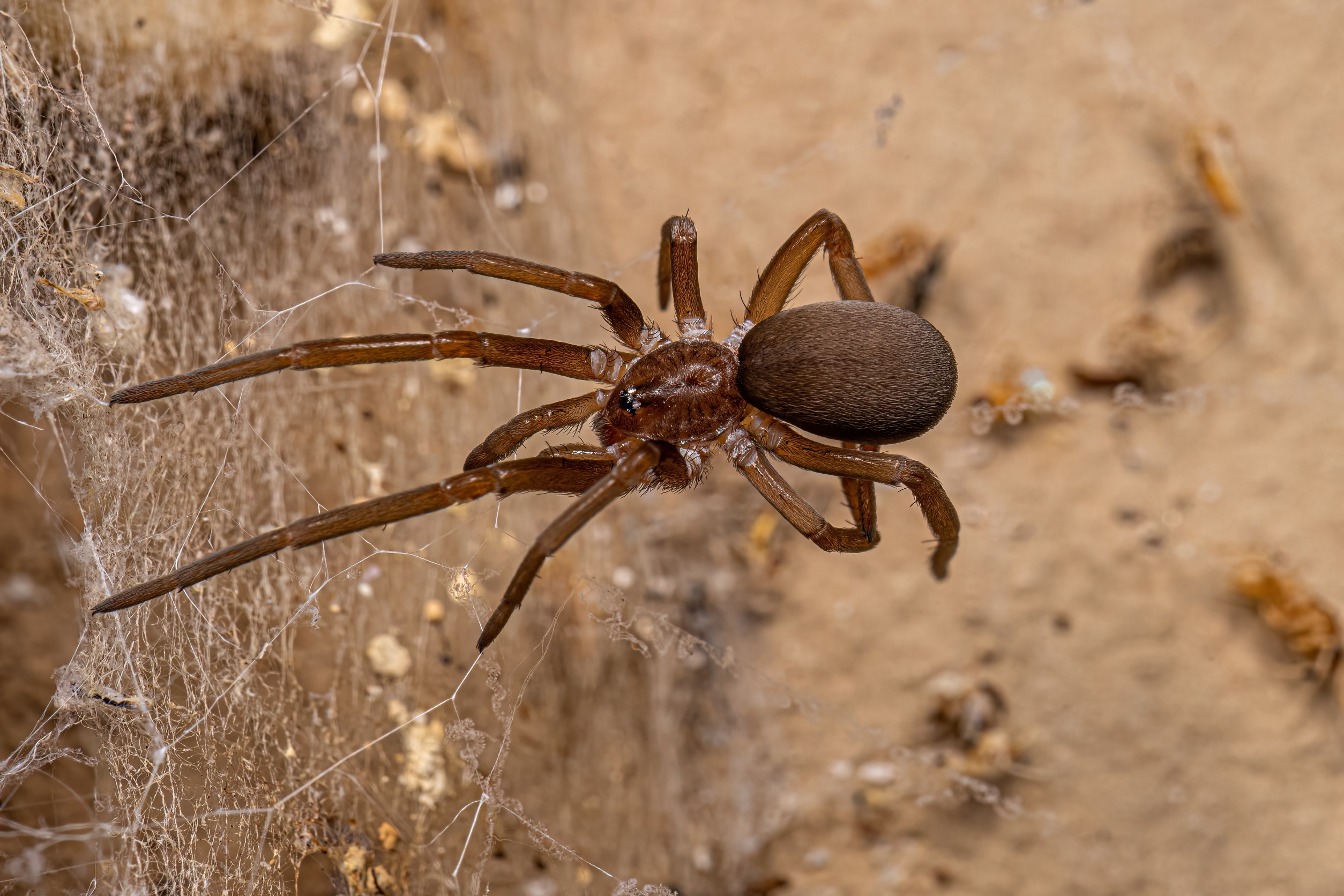 Insect Control Flemington GA