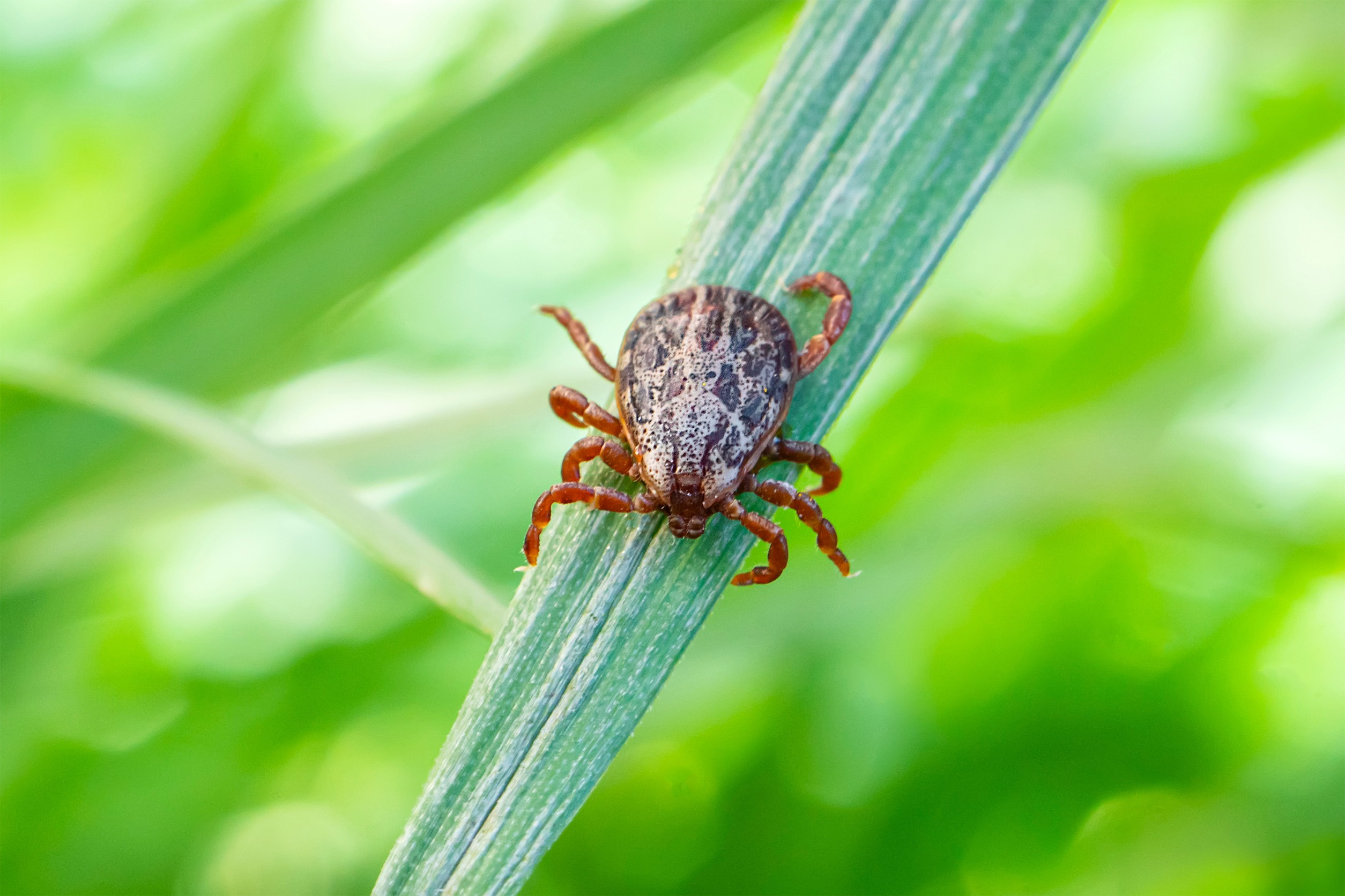 Insect Control Flemington GA