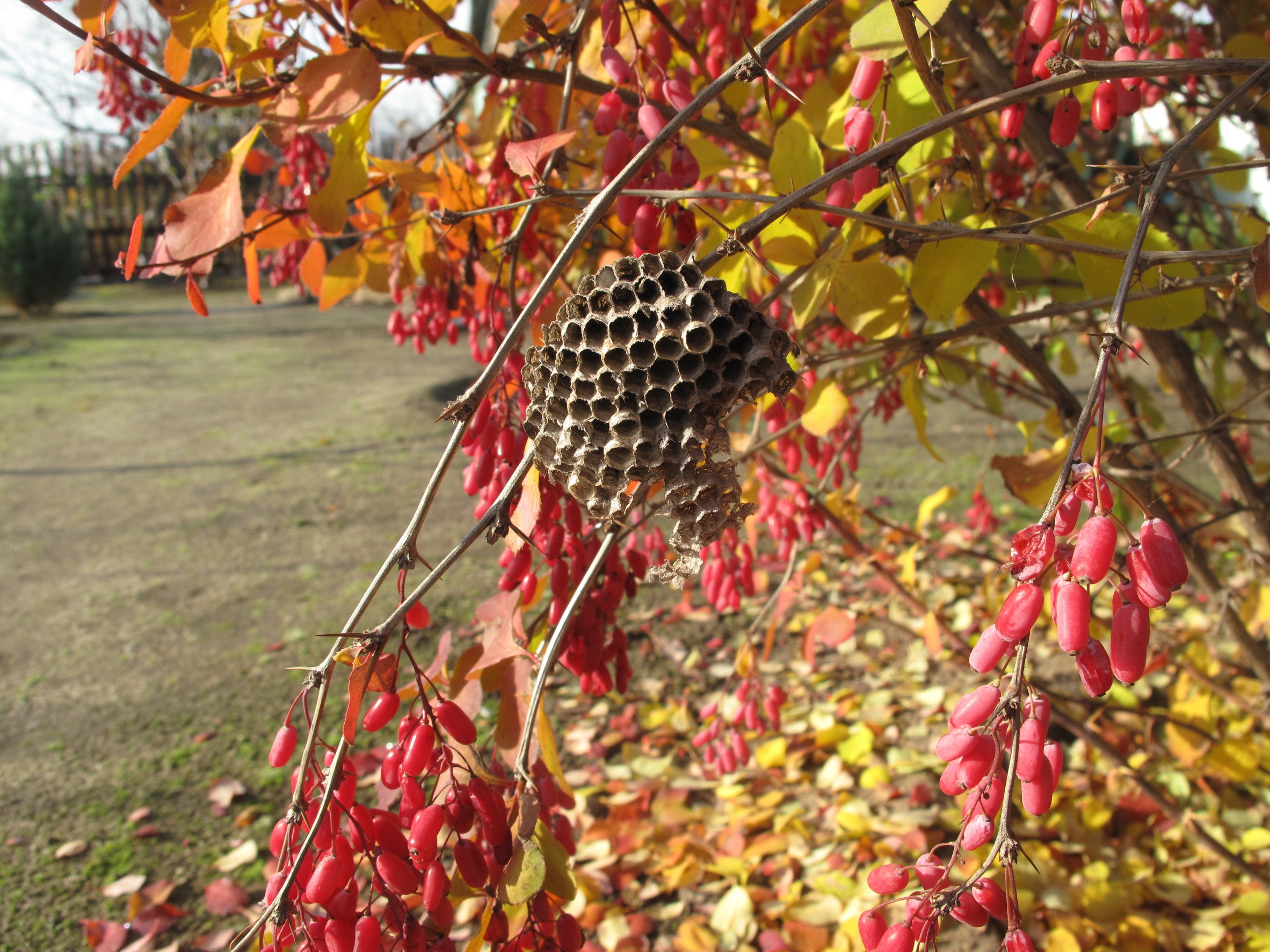 Insect Control Flemington GA